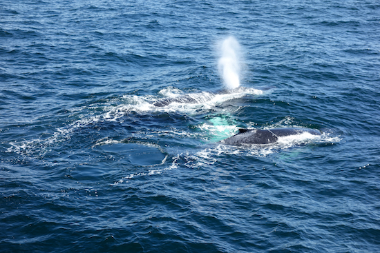 Whales off Cape Cod, September 2014